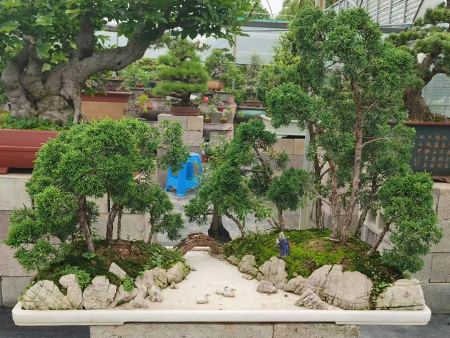 济州真柏