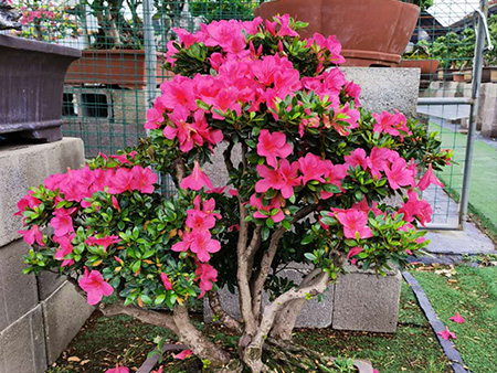 夏鹃红五月