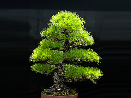 三河黑松(日本)
