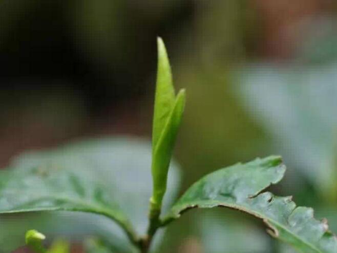 野茶茶叶顶端的有顶端优势,总是最壮实的那颗,越往下的芽尖相对来说