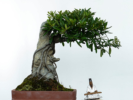 吉祥果