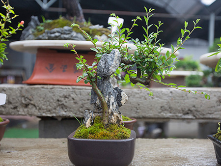 抱石榆树