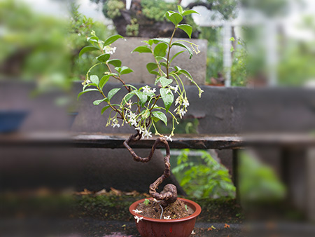 风车茉莉