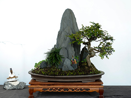 组合盆景（榆树）
