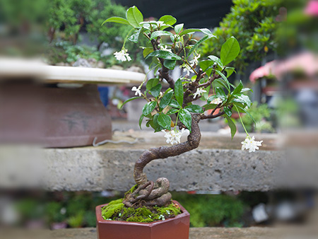 风车茉莉