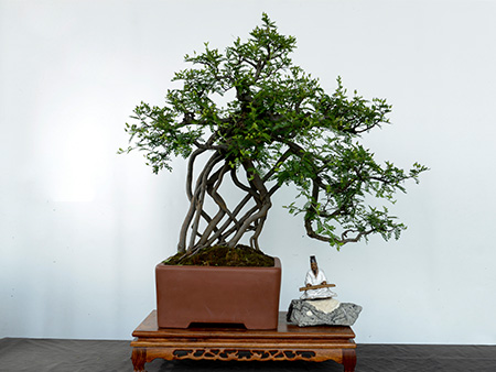 小石积