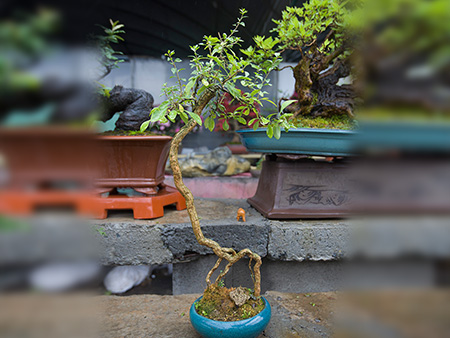 枸杞