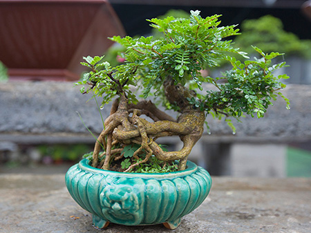 清香树（胡椒树）