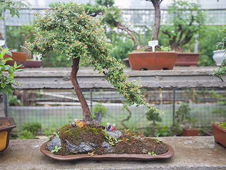 平枝栒子