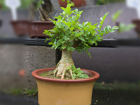 对节百蜡