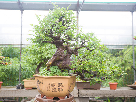 榆树