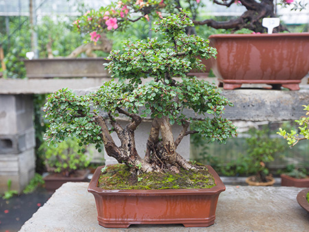 平枝栒子（红花）