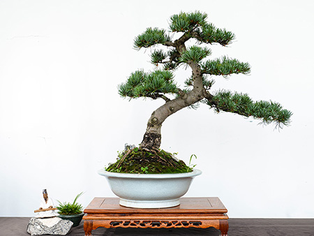 大阪松