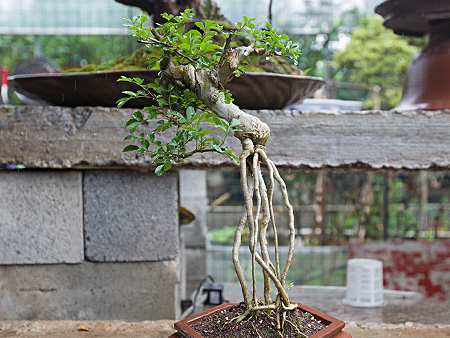 对节白蜡