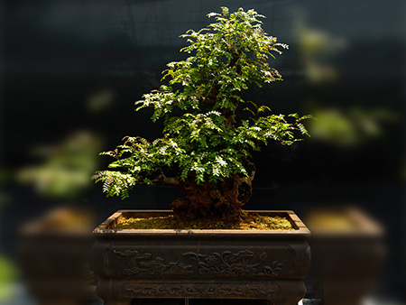 文山清秀木