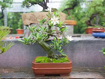 栀子花