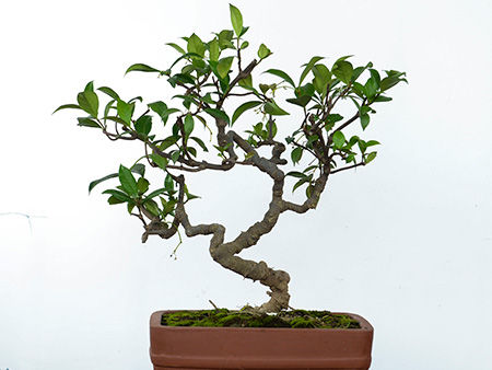 风车茉莉