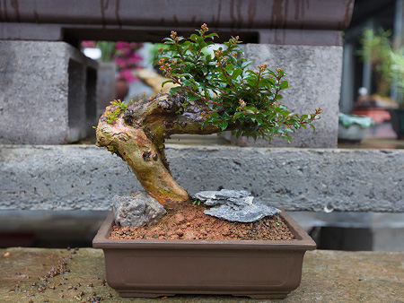 姬紫薇