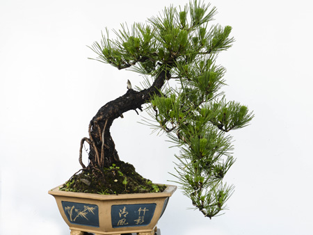 黑松