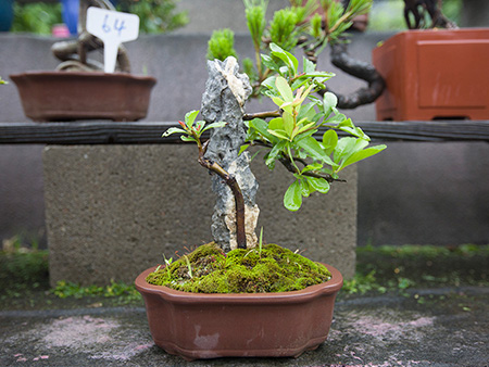 附石吉祥果