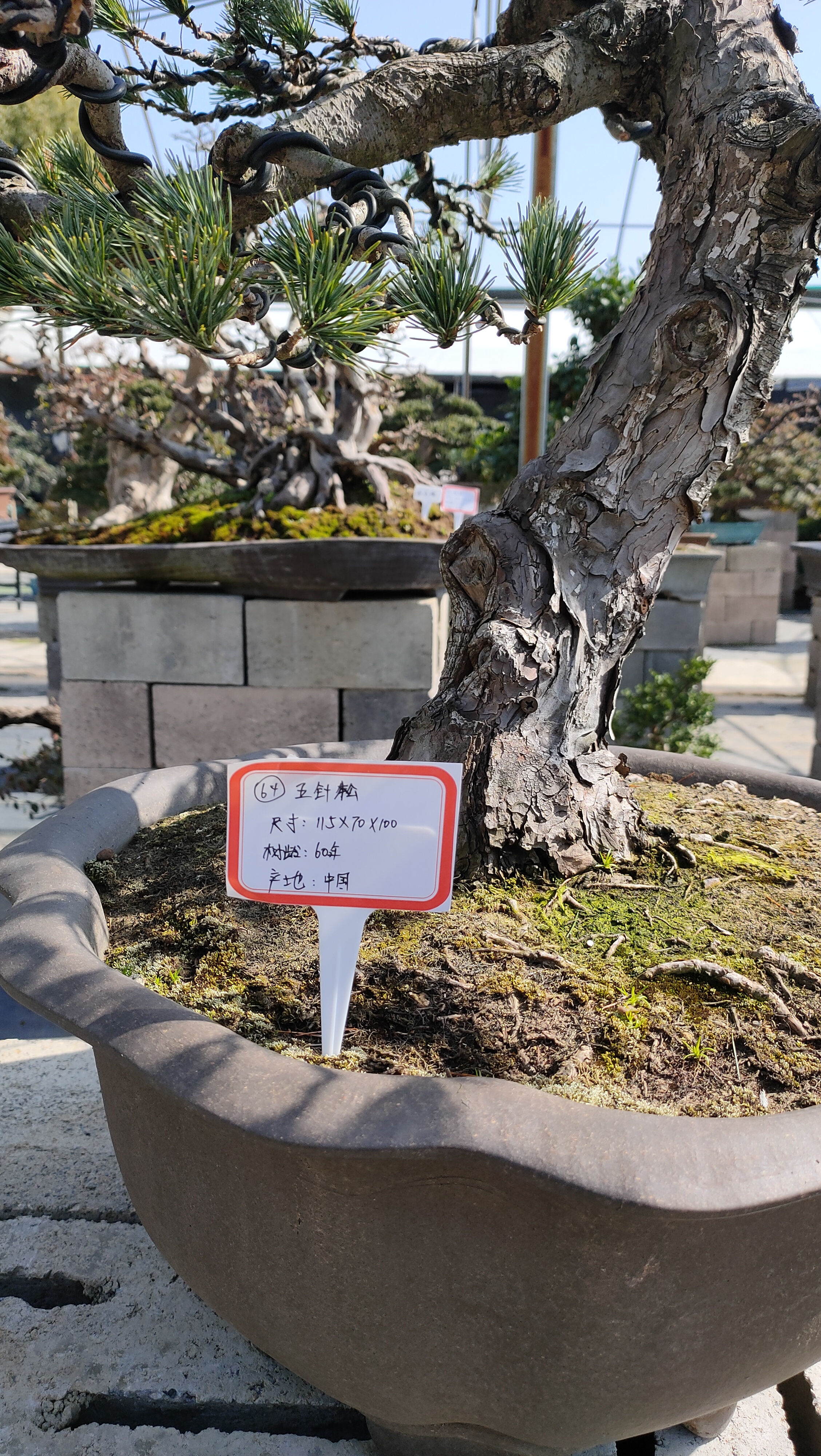 号五针松