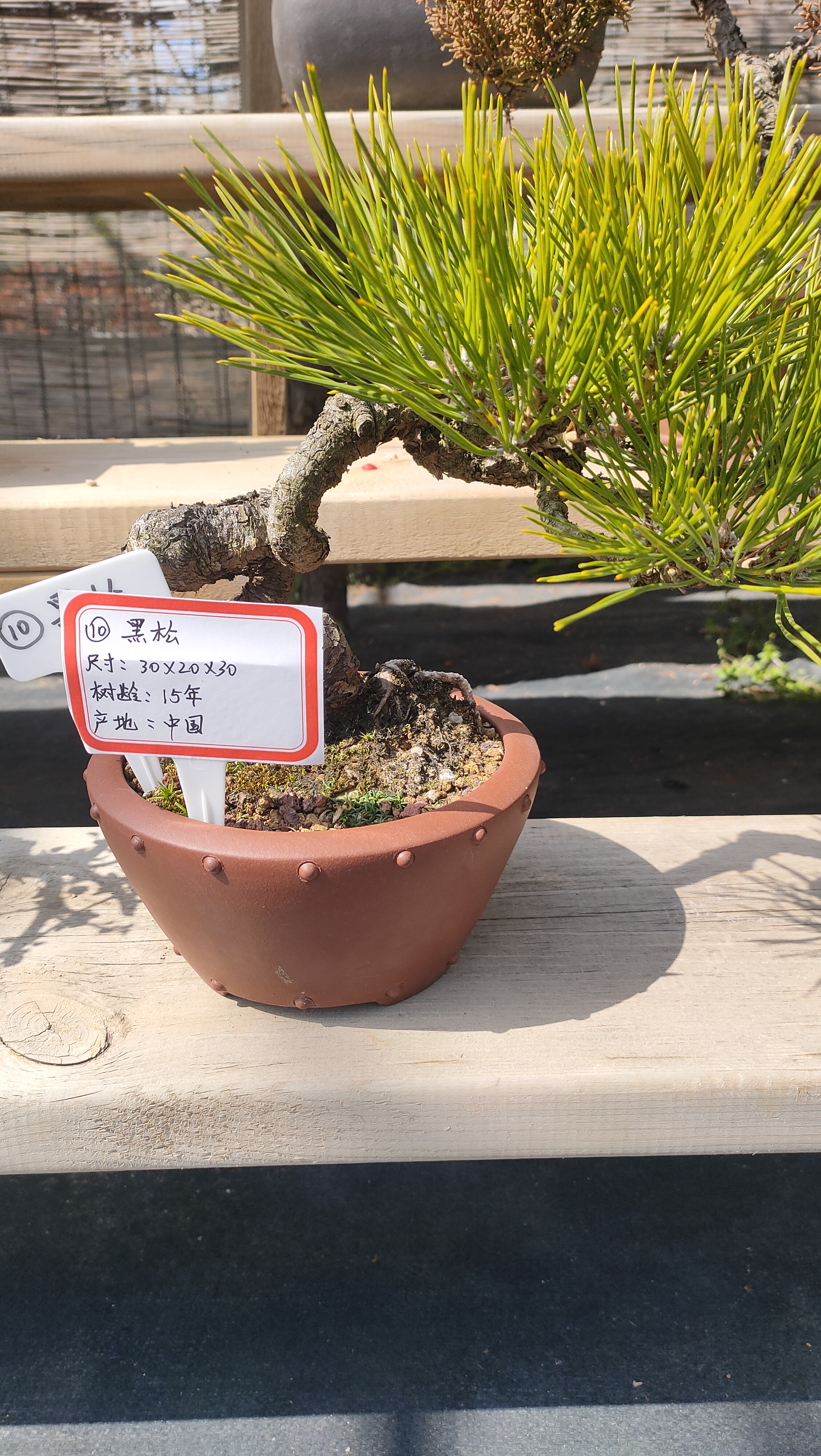号黑松