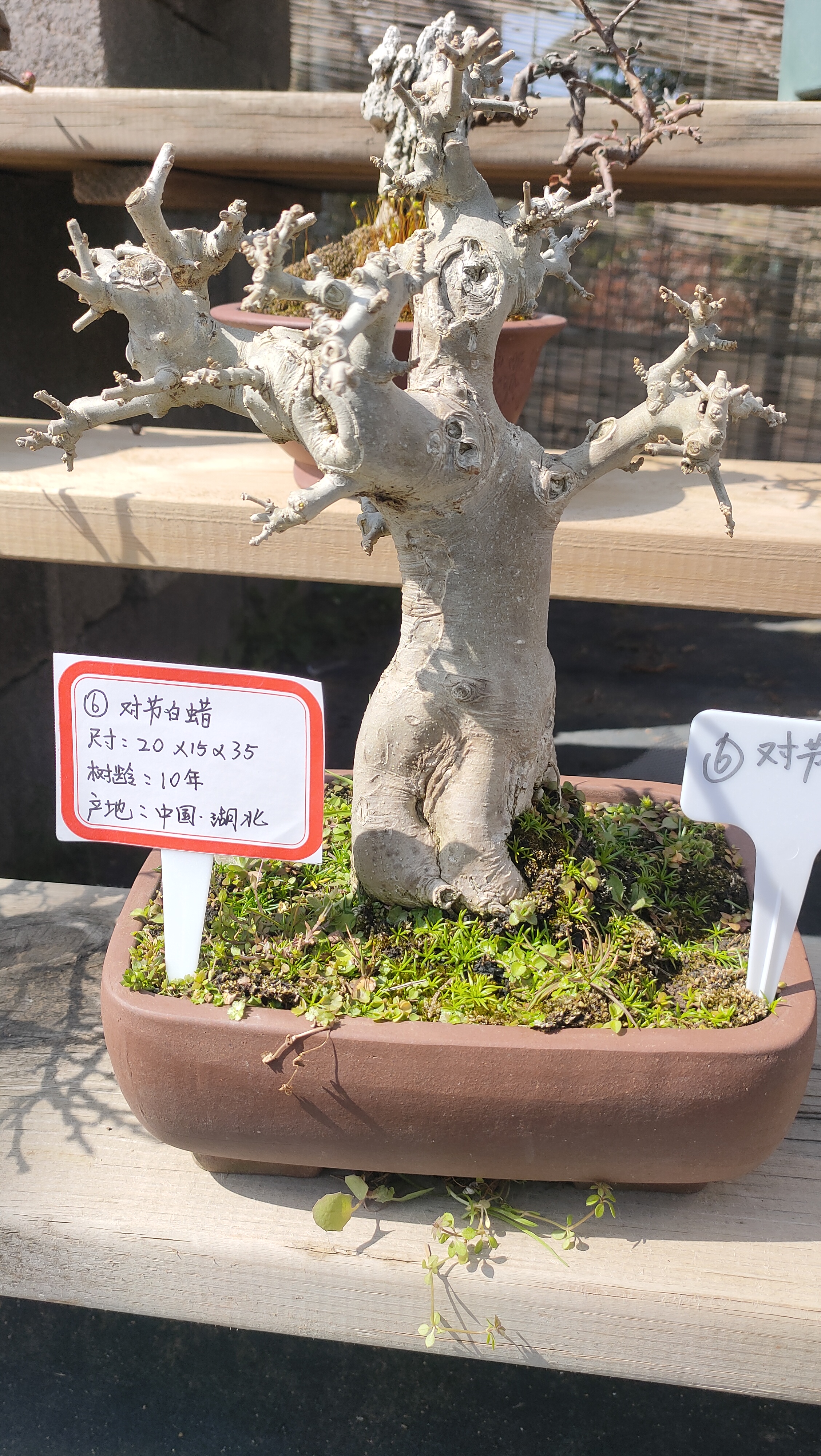 号白蜡
