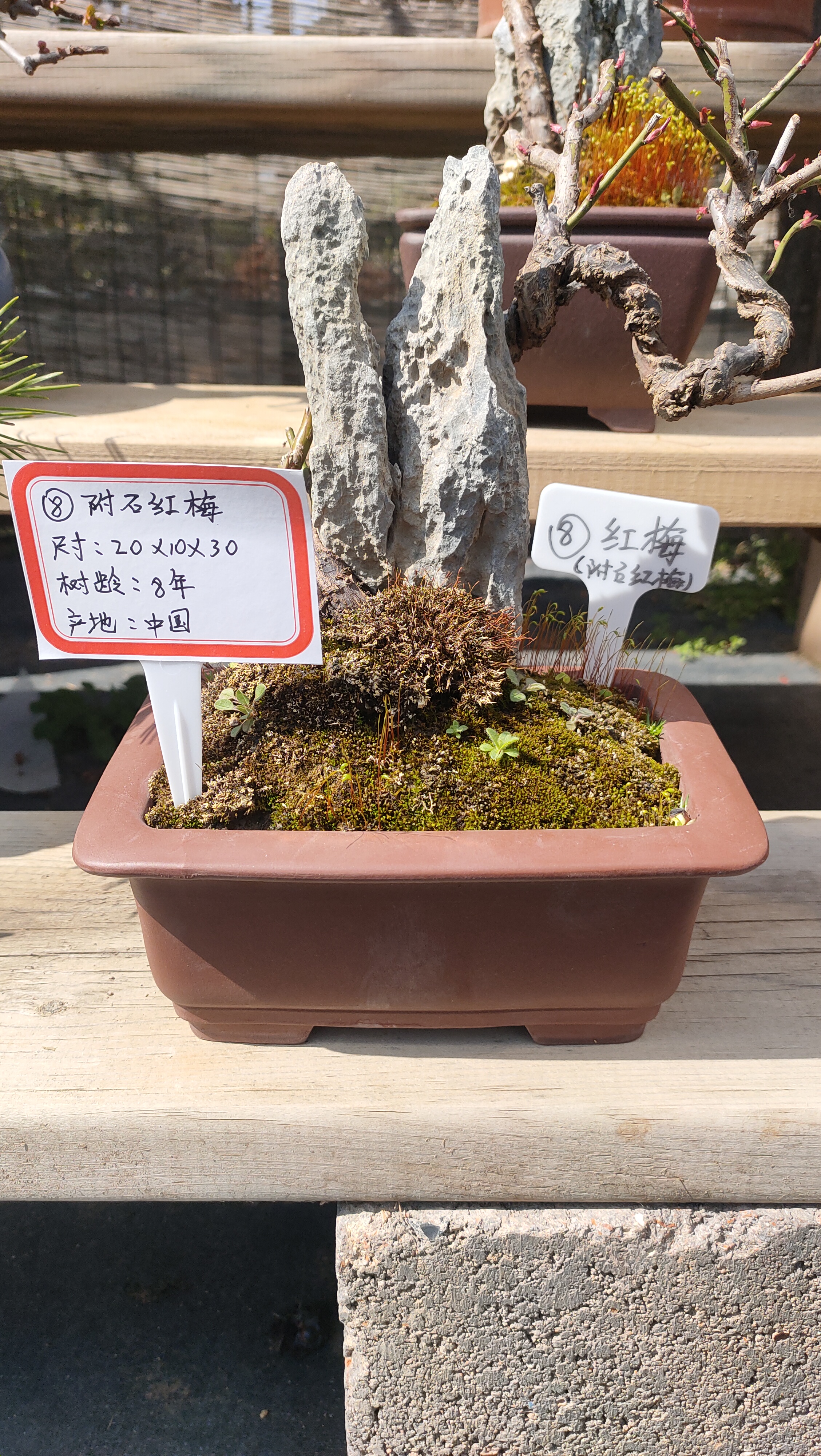 号附石红梅