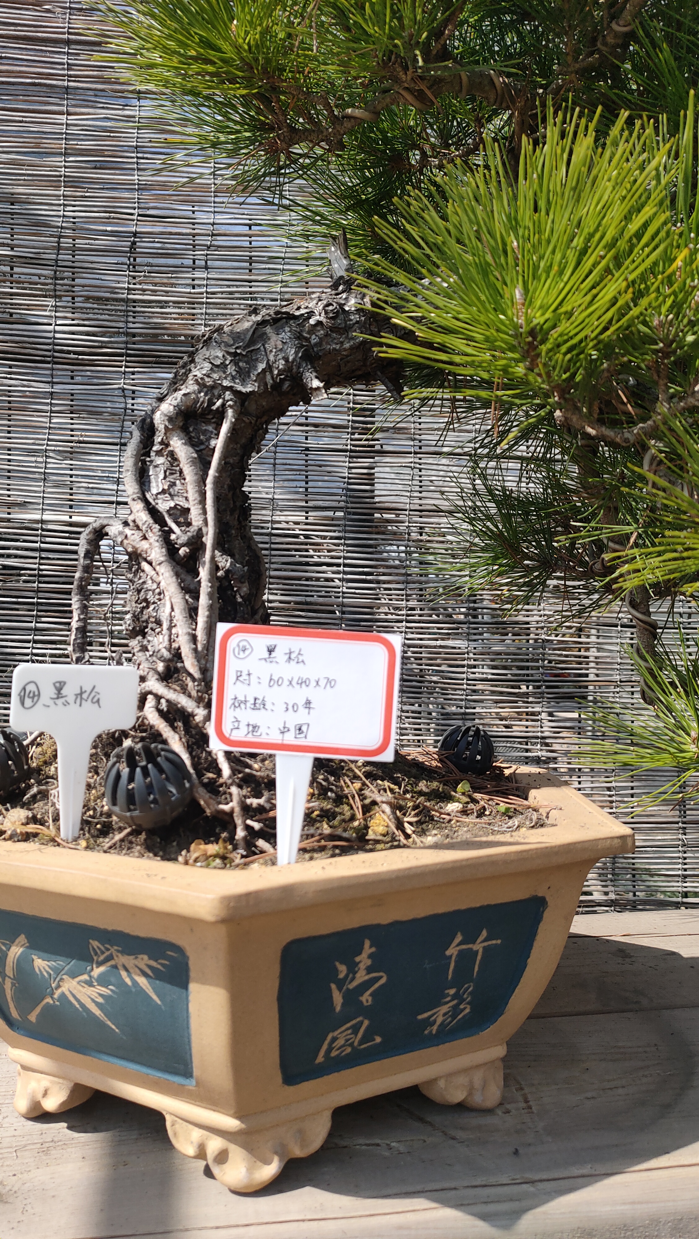 号黑松