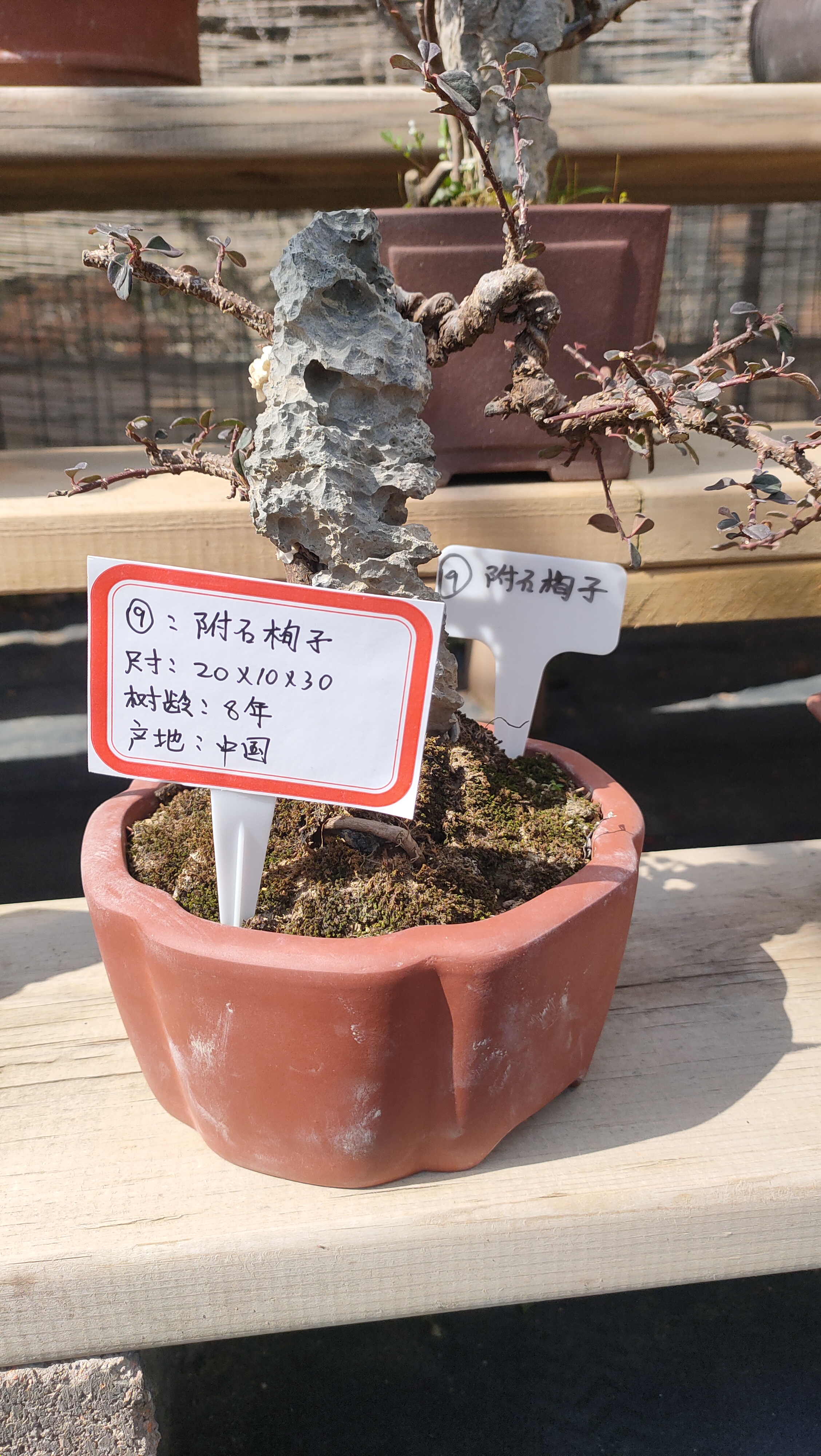 号附石恂子