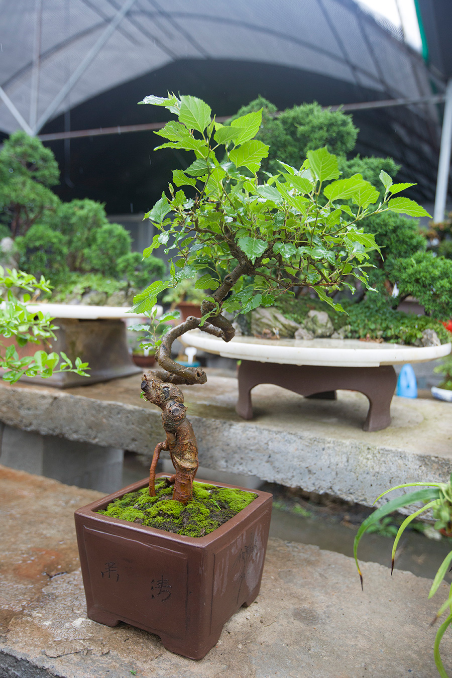 doctype html>  html>  head>      meta http