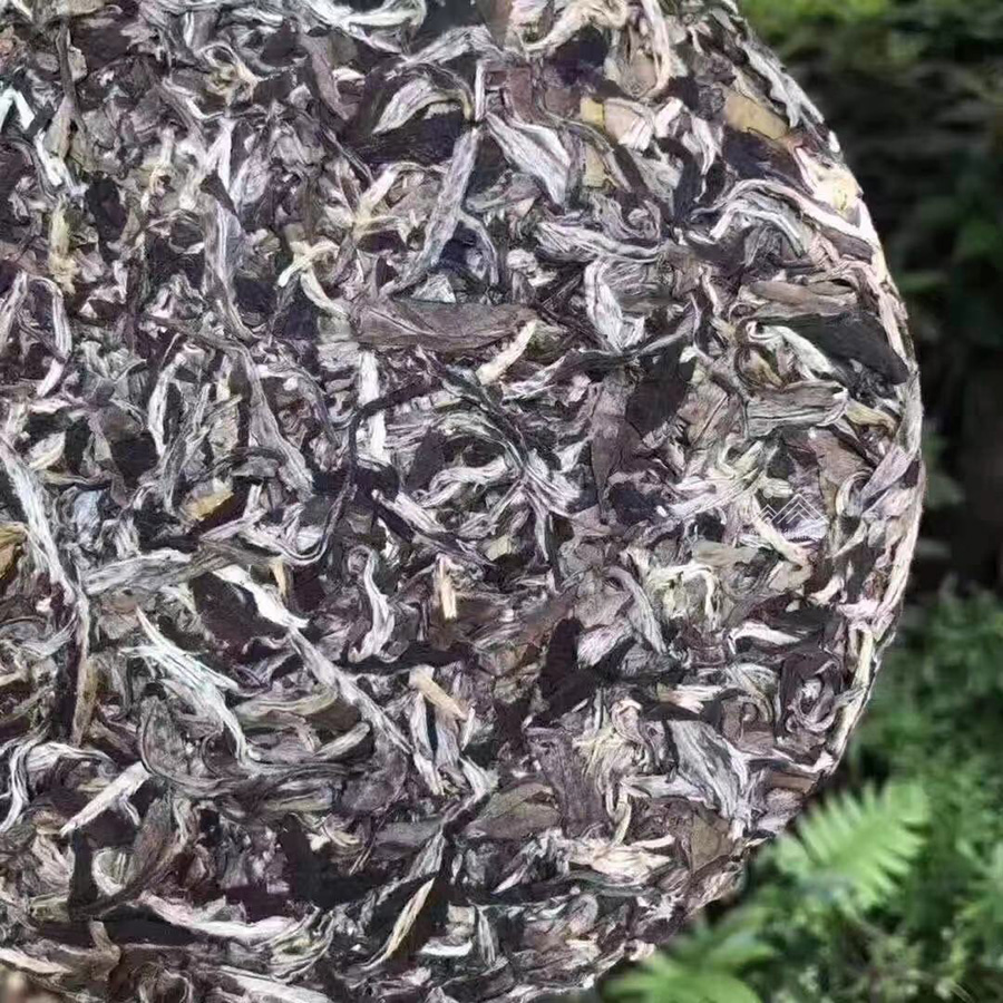 2010年太姥山荒野牡丹王7片/提(买一提送一提活动)