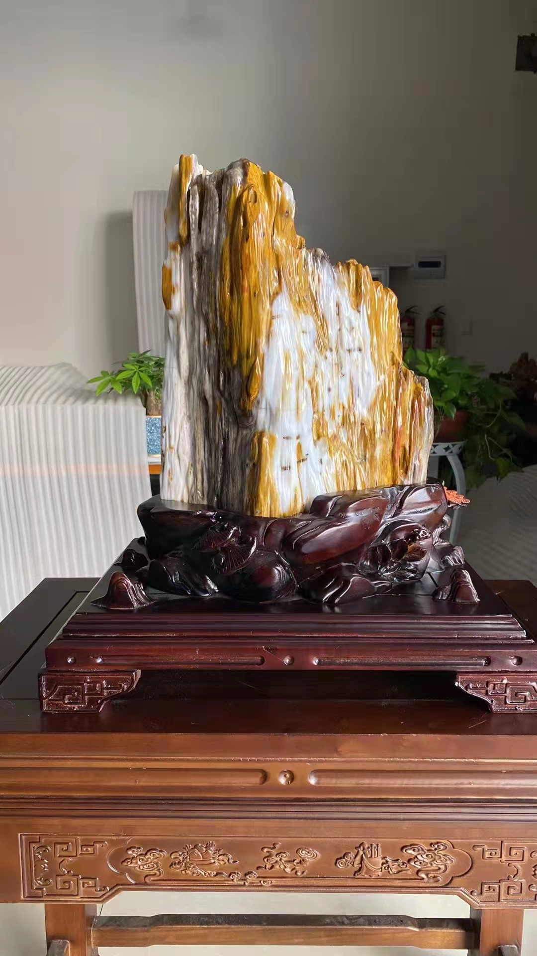 树化石