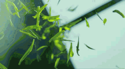 9=vlIgMCTFC88X=OIiIfOa1aWv5NZ3P5UNx8XDiylCWng1532080120390.gif