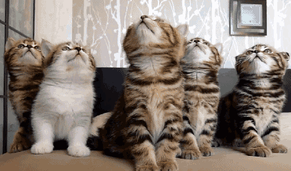 10.gif