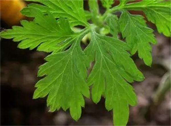 芳香辟邪端午话香草