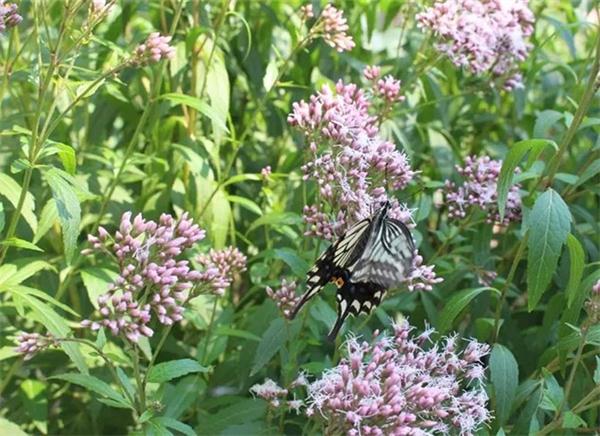 芳香辟邪端午话香草